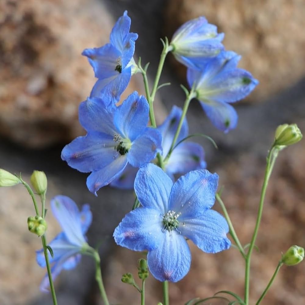 Amazon.co.jp: Delphinium Cheer Blue No. 3 Long Pot Seedlings